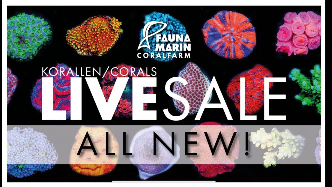 Fauna Marin Reef News Live Sale! Viele SPS und neue Korallen …