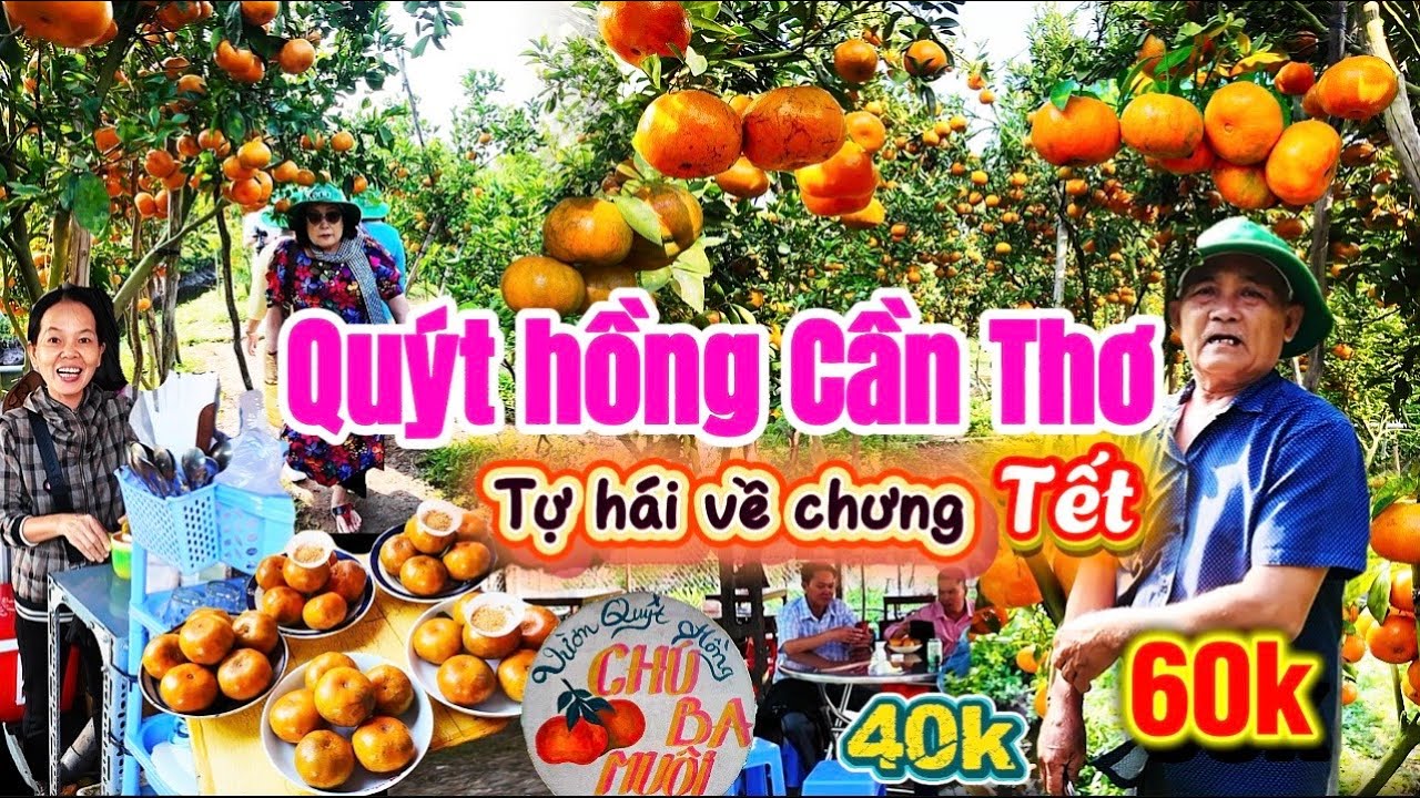 1140. Cần Thơ - Lần đầu thấy Vườn quýt hồng Lai Vung sai trĩu quả đón khách tham quan chơi Tết 2026