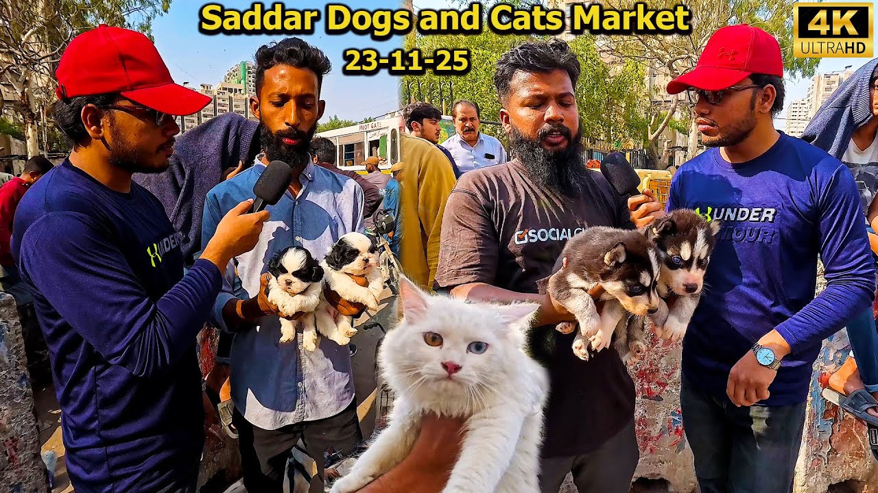 Exotic Dogs and Cats Market Saddar Karachi Latest 23-11-25 Updates | Rare and Unique Dogs and Cats