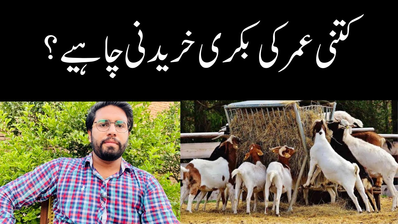 Kitni Umer ki bakri kharedni Chahye? کتنی عمر کی بکری خریدنی چاہیے؟