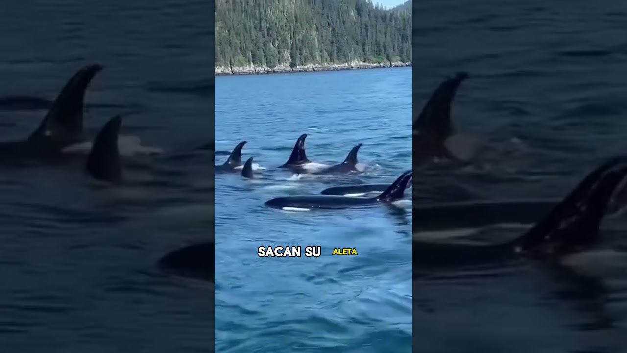 Someone asked why killer whales don’t attack humans?