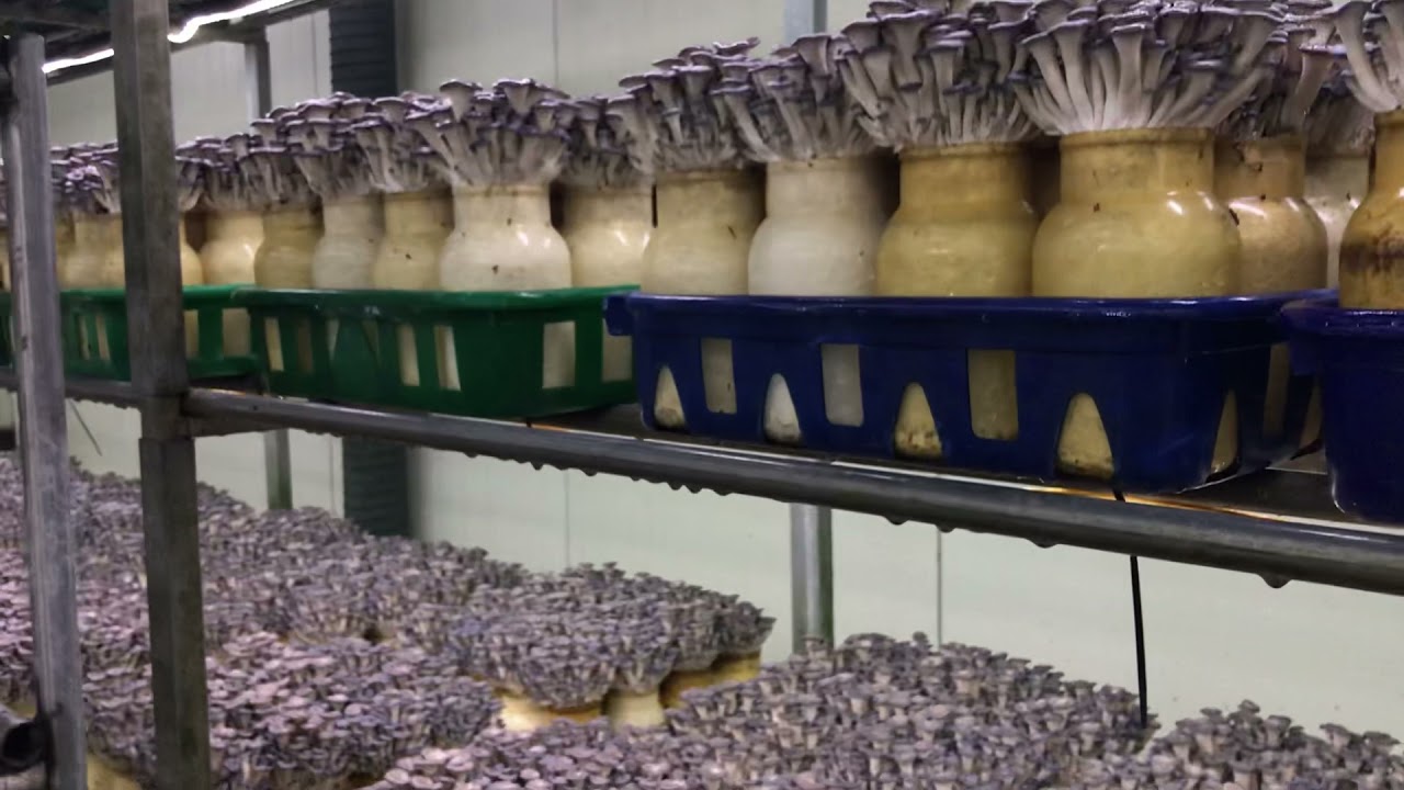 စိုက်ပျိုးရေးမှို