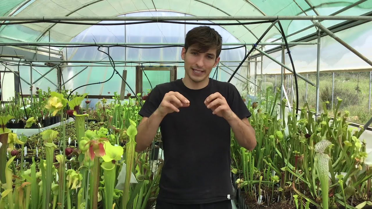 Reproducción de Dionaea por KEIKI