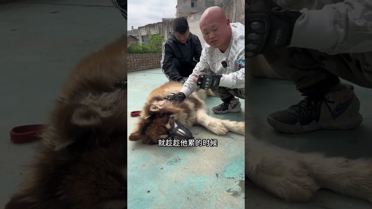 通过我们三七二十八个回合，终于成功的让大头打了个滚，太难了#贵阳训犬学校 #贵阳训犬师 #阿拉斯加 #萌宠出道计划 #宠物训练 @贵阳狗狗上学培训中心
