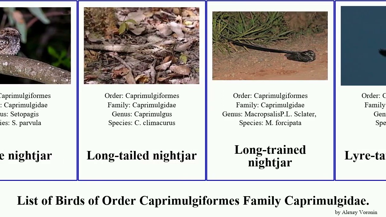 Birds of Order Caprimulgiformes Family Caprimulgidae Nightjar Nighthawk Poorwill eared Pauraque