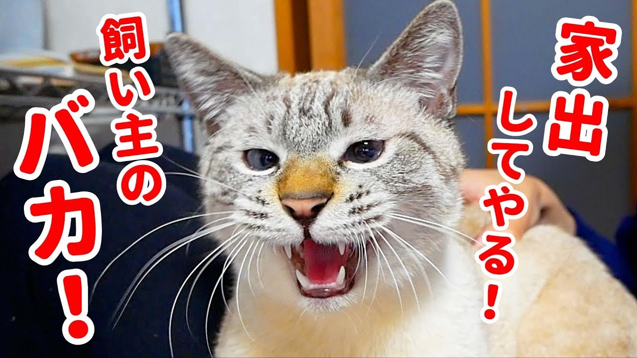僕が大事にしなかったせいで猫が怒って出ていっちゃいました…