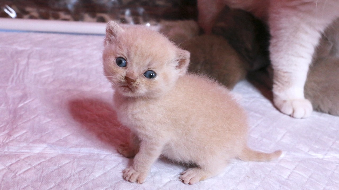 The Tiniest Kitten Chose the WRONG Side of Mom… 😳🐾Subtitles