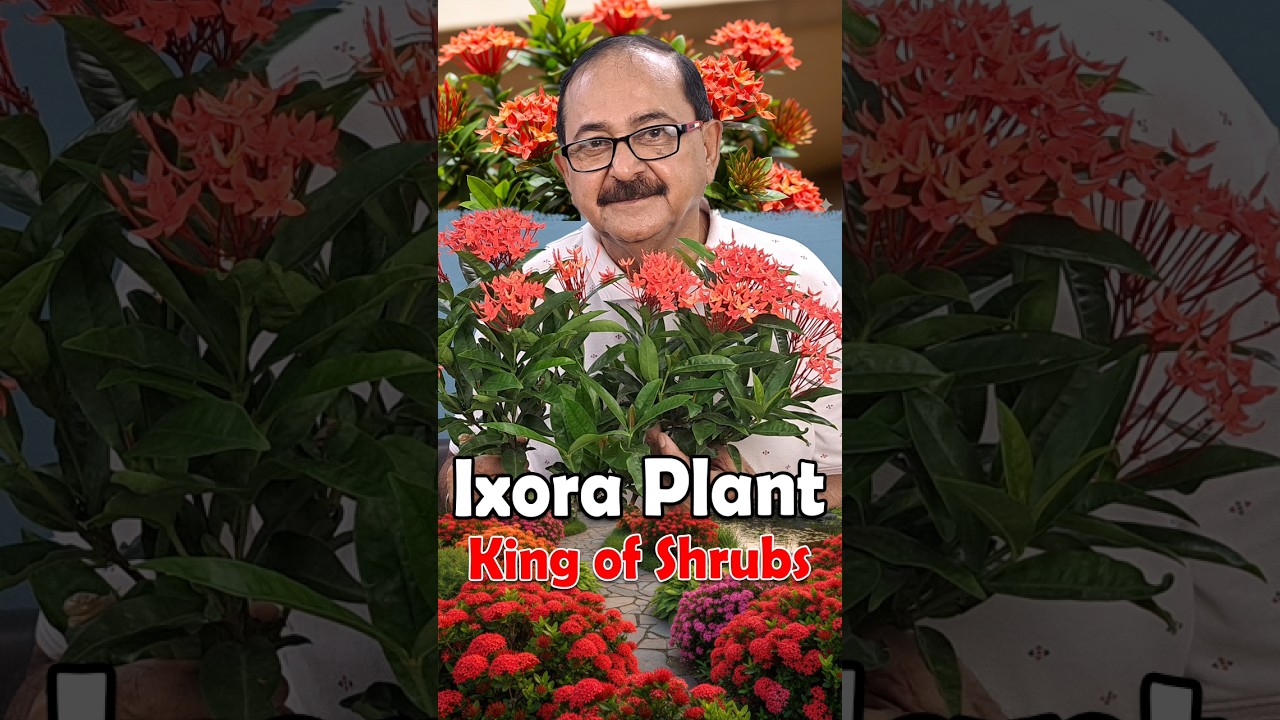 Why Ixora Plant is called King of Shrubs? #ixoraplant #ixora
