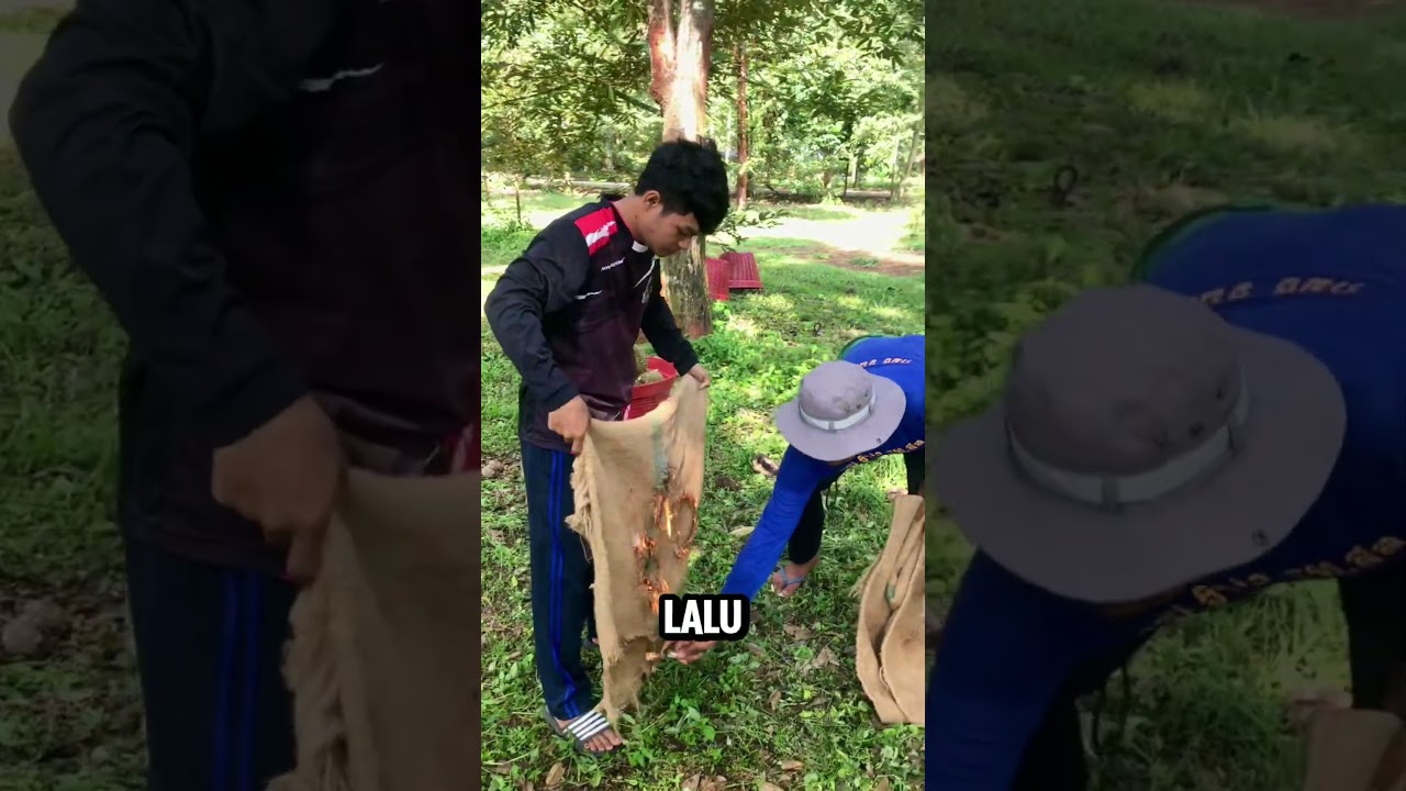 Panen Duren Menggunakan Karung #shorts