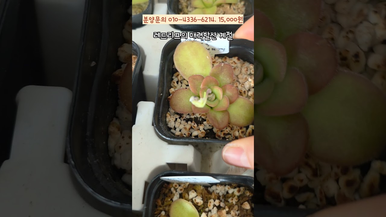 #분양합니다