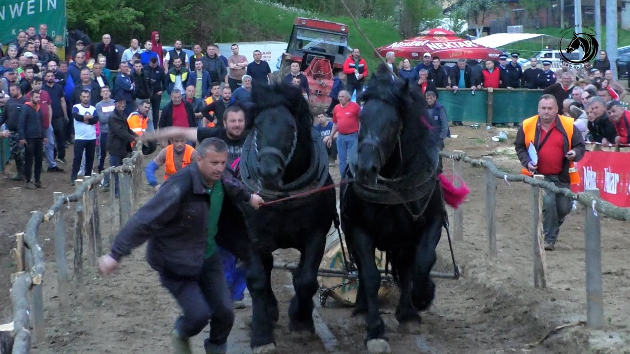 -DUCELJA SA MAKSOM I SOKOLOM ŠAMPION TEŠKE U BRONZANOM MAJDANU KOD ZORANA PALAČKOVIĆA -