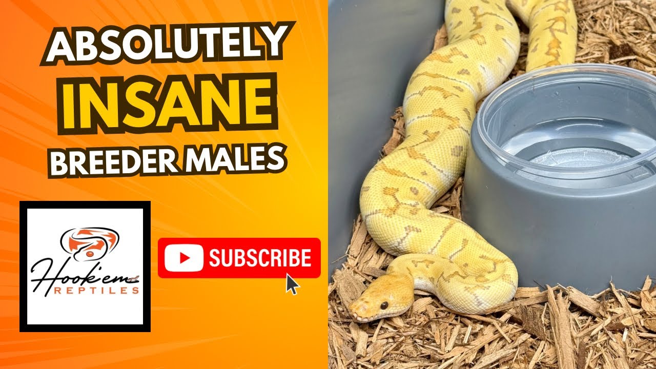 Breeder Male lineup for this season is WILD🤩|| Pre Lay Sheds & MORE👀