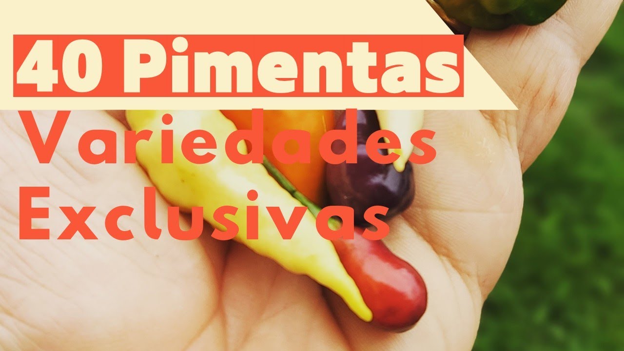 Bora conferir 40 variedades de Pimentas aqui do Quintal? Atualizacao do Quintal Vila Verde.