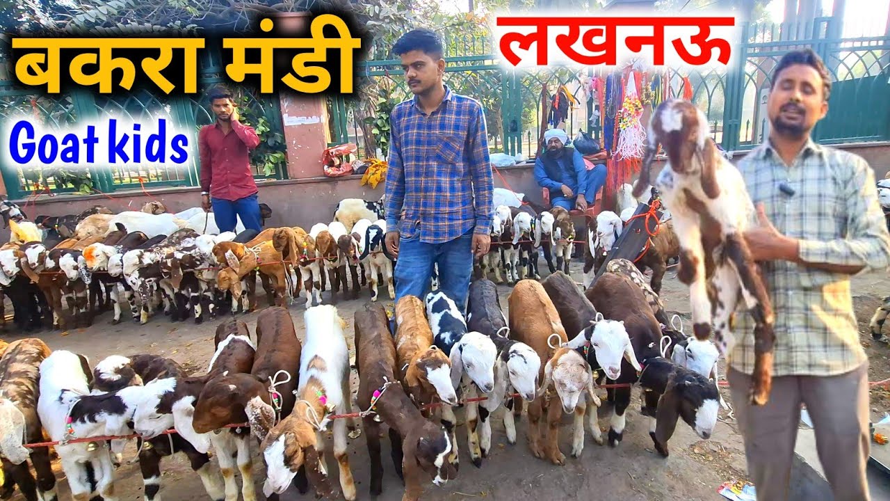 Goat kids |Lucknow Goat market |Ajmeri,sirohi,totapari makki china goat kids