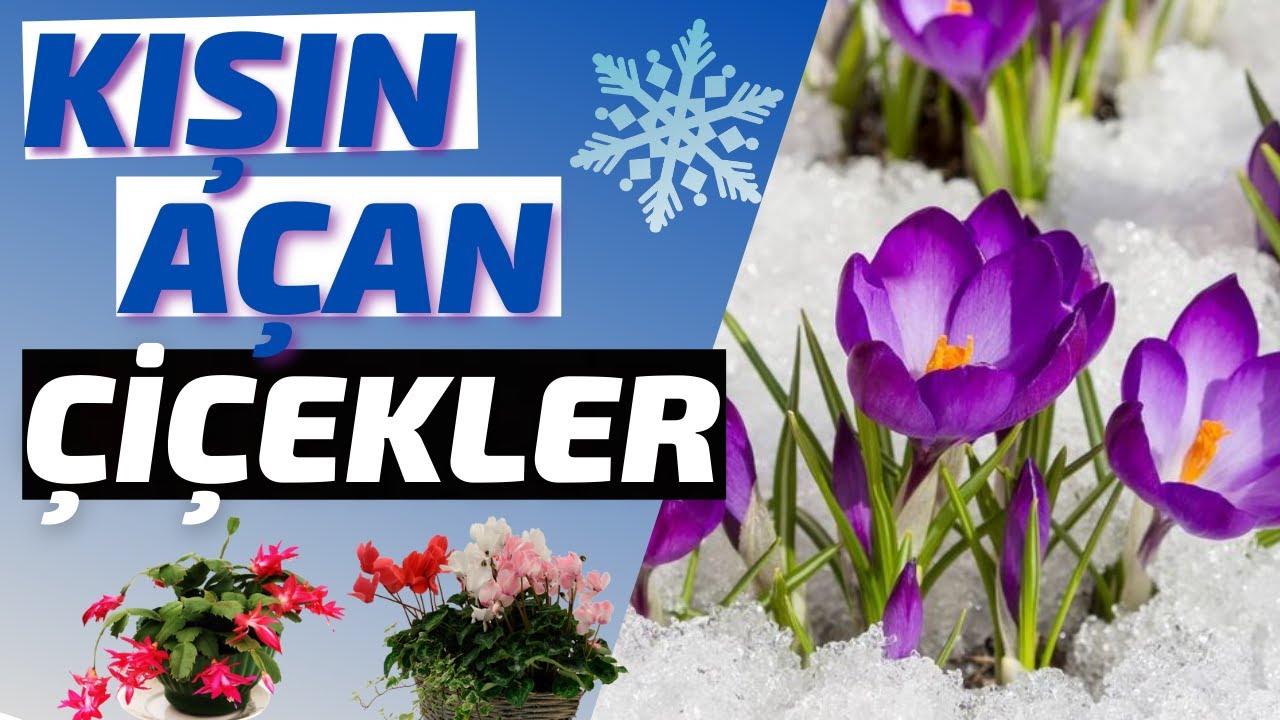 SOĞUK KIŞ AYALARINDA ☃️❄️🌨️ 