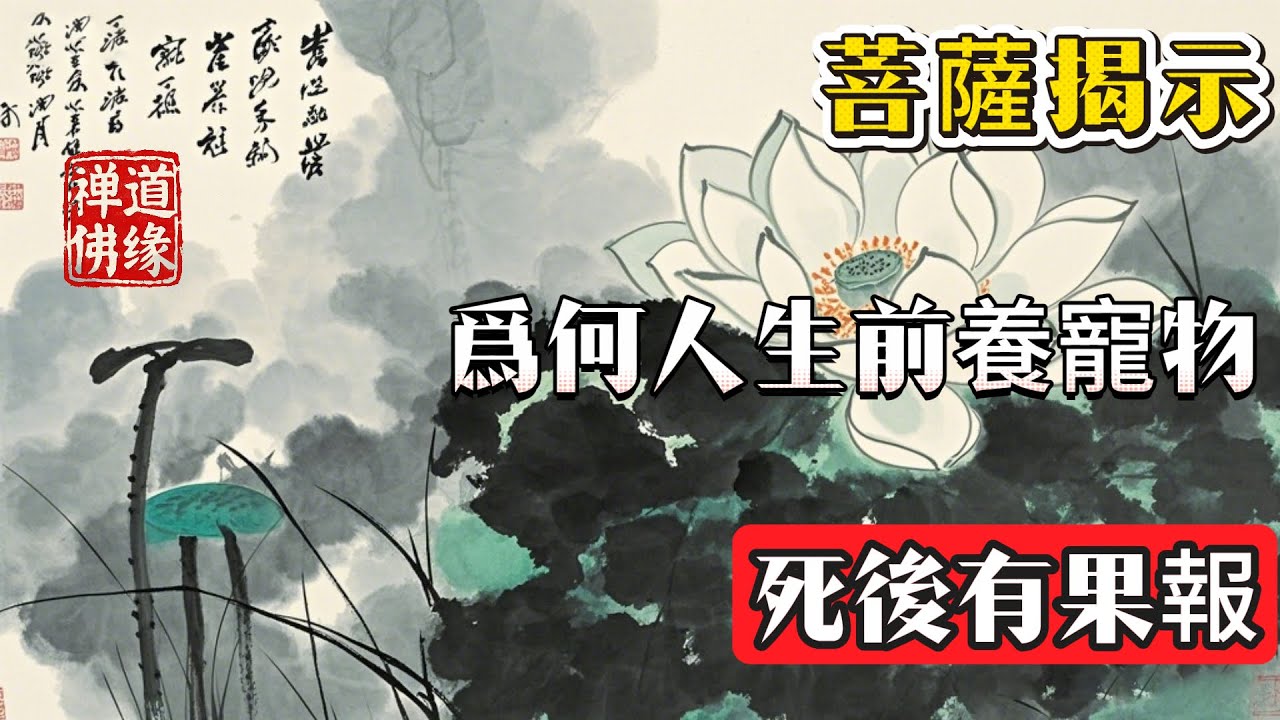 爲何人生前養寵物，死後有果報？菩薩揭示：你和寵物的緣分在這裏 #佛 #情感 #心灵感悟 #佛教 #佛教文化 #人生感悟 #禅意生活 #正能量 #菩提解脫道 #佛法