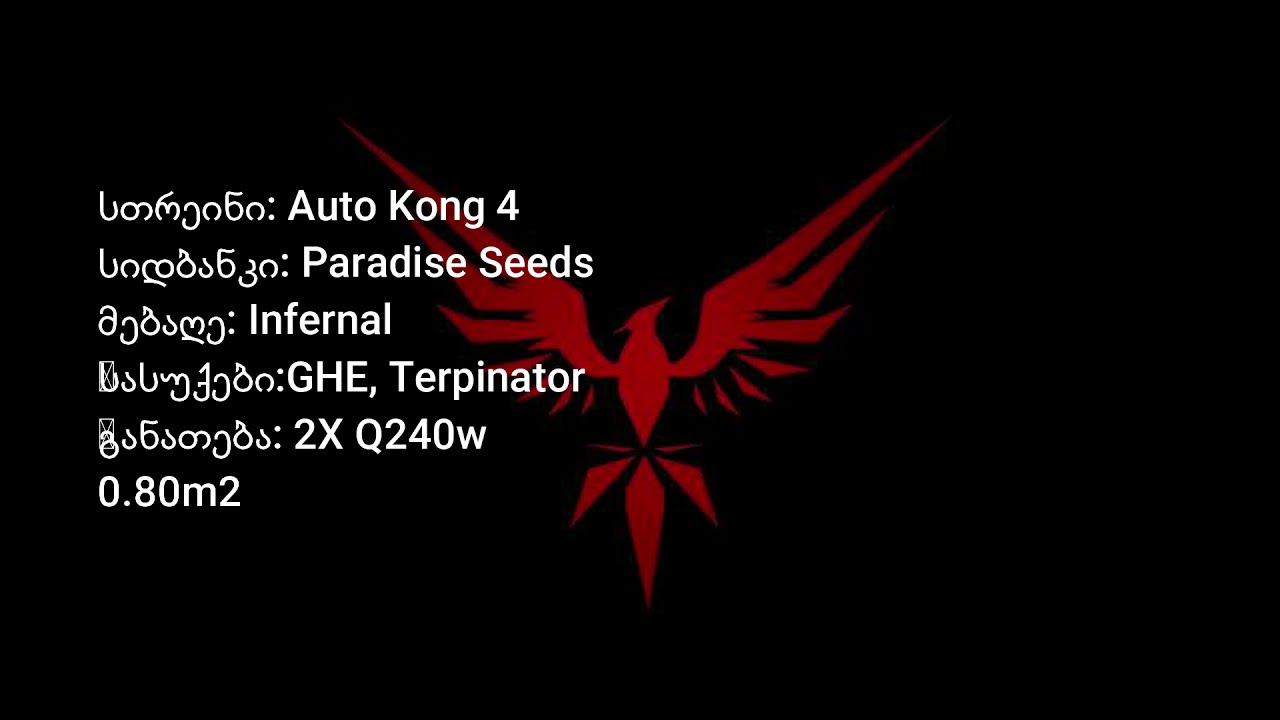 Auto Kong 4 - Infernal #CannapediaAutoFlowersCup