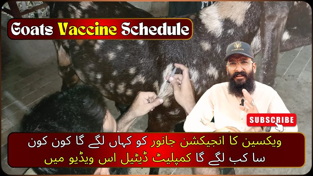 Goats Vaccine Schedule PPR, ETV & CCPP Complete Information. Goat Farming in Pakistan