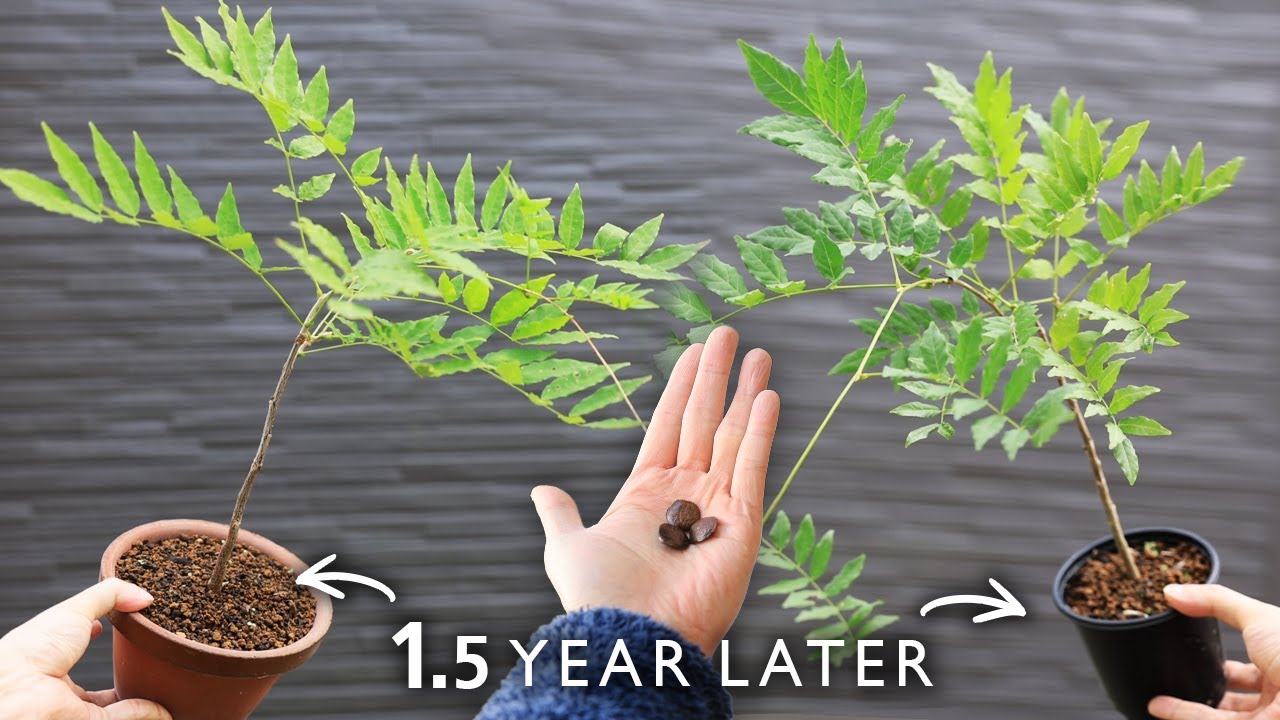 2年生フジの成長記録 植え替え 地植えは1m越え！【Bonsai diary 盆栽日記 8/10】初心者の簡単盆栽の作り方 やり方 藤 ふじ wisteria Sowing seed  EOS R5
