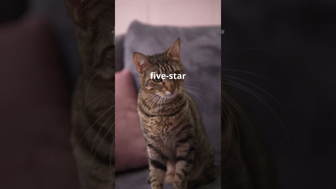 What If Animals Could Talk Back  🐾  