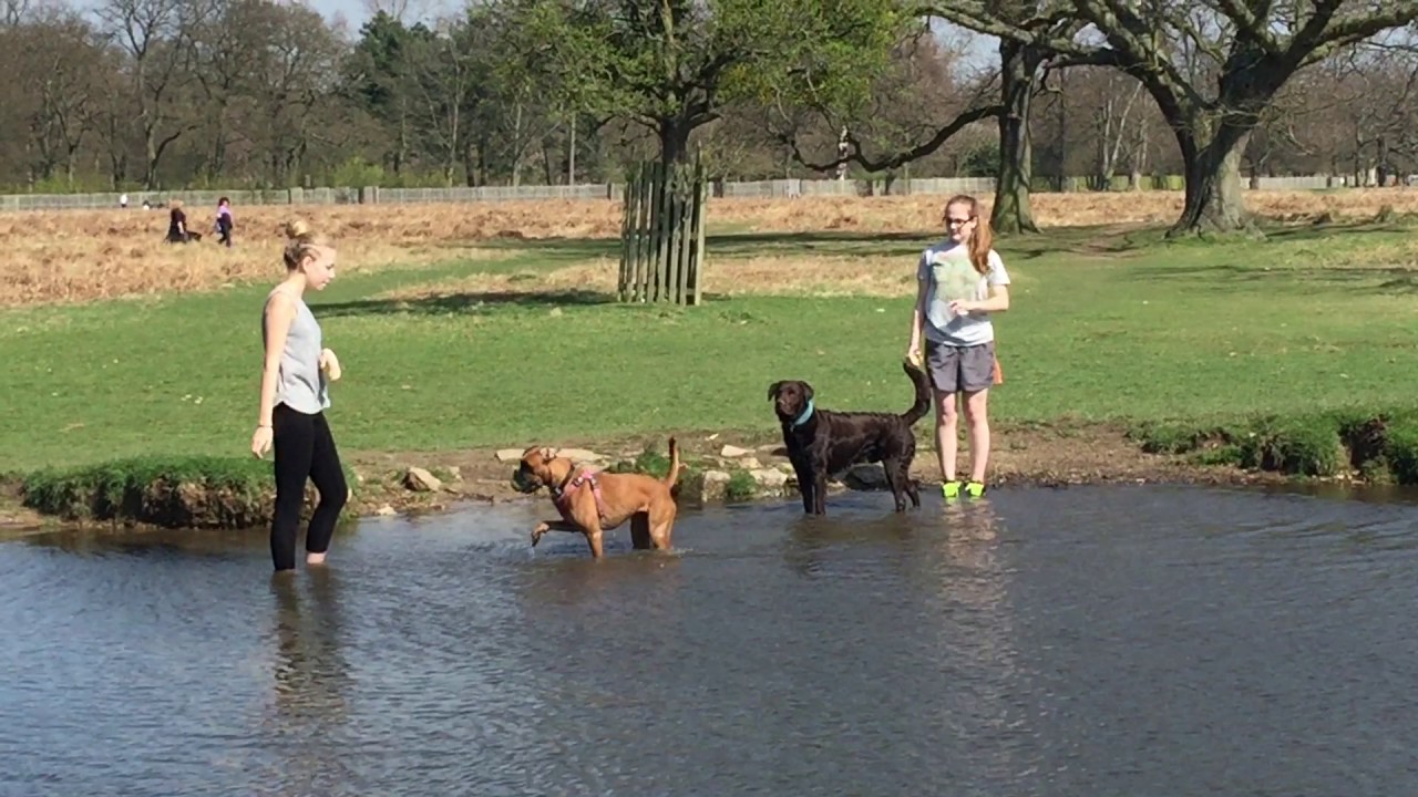 Pixie The Boxer Dog - Ball Game Crashing