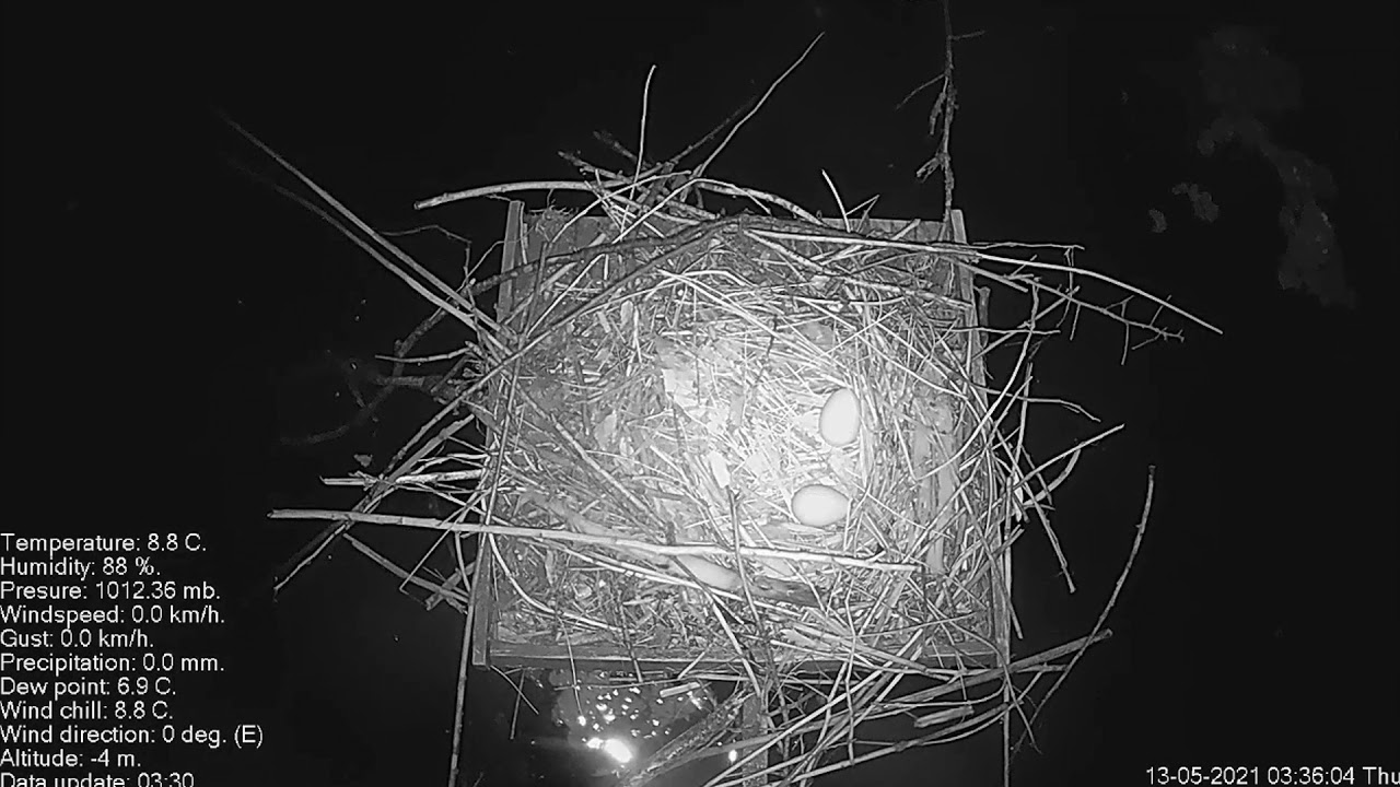 Weasel stealing coots eggs