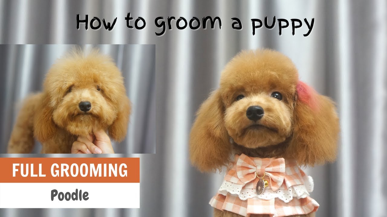 How to groom a poodle puppy ? | ASIAN CUTE DOGS