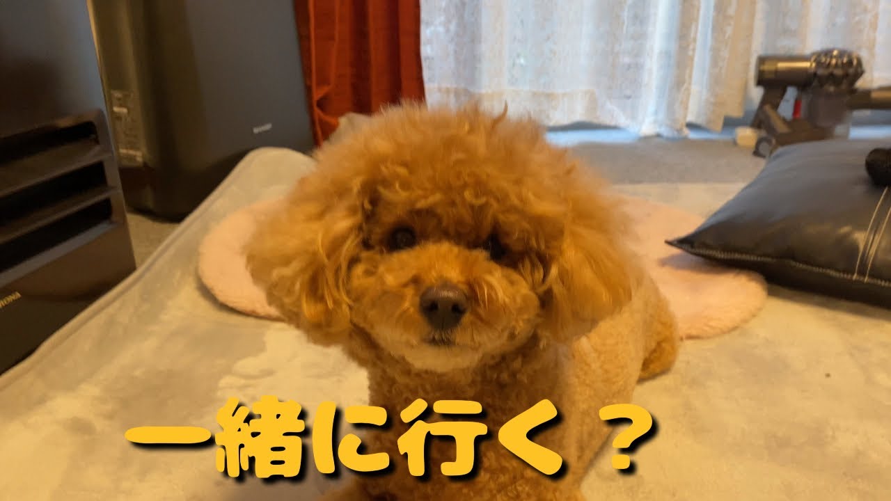 これを見たら犬と散歩した気分になれる！？