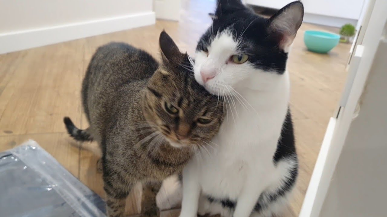 Нова переноска🐈🐈‍⬛