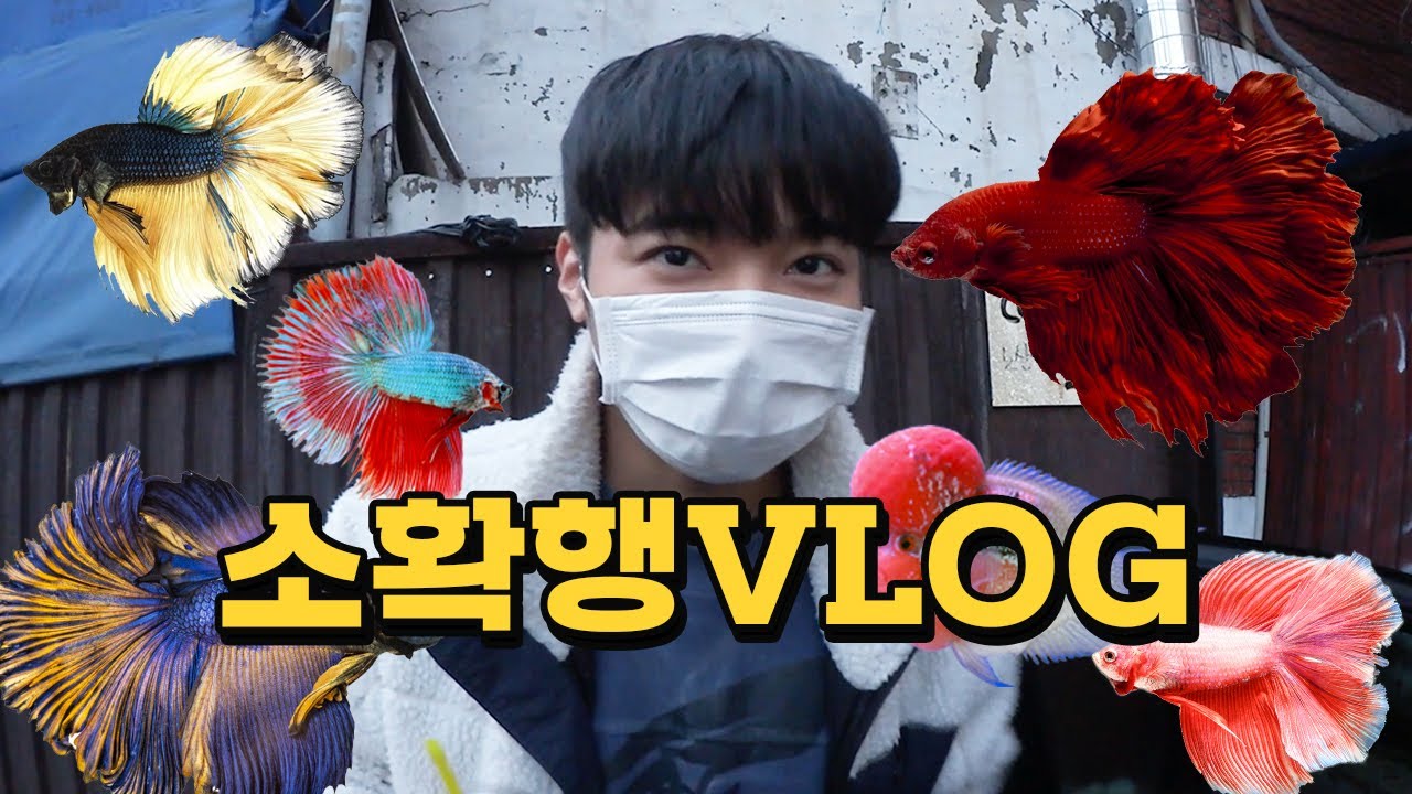 Sub) 쉬는날 일상브이로그Vlog ✔︎소확행 동대문 청계천 브이로그 하루🐠물고기 분양받은날 베타키우기/물고기키우기/어항꾸미기/수족관만들기/아쿠아리움/어항만들기