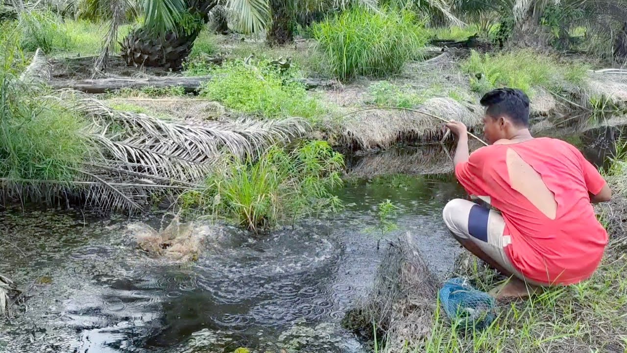 MUSIM KEMARAU TIBA!! BANYAK PREDATOR  BERKUMPUL DI PARIT INI AIR TADINYA HITAM JADI KERUH