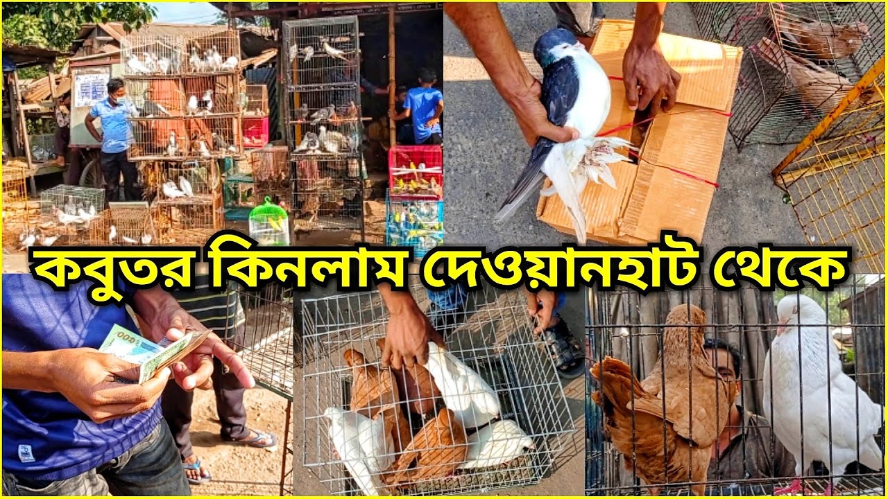 কবুতর কিনলাম দেওয়ানহাট চট্টগ্রাম থেকে || I Bought Pigeons From Dewanhat Chittagong