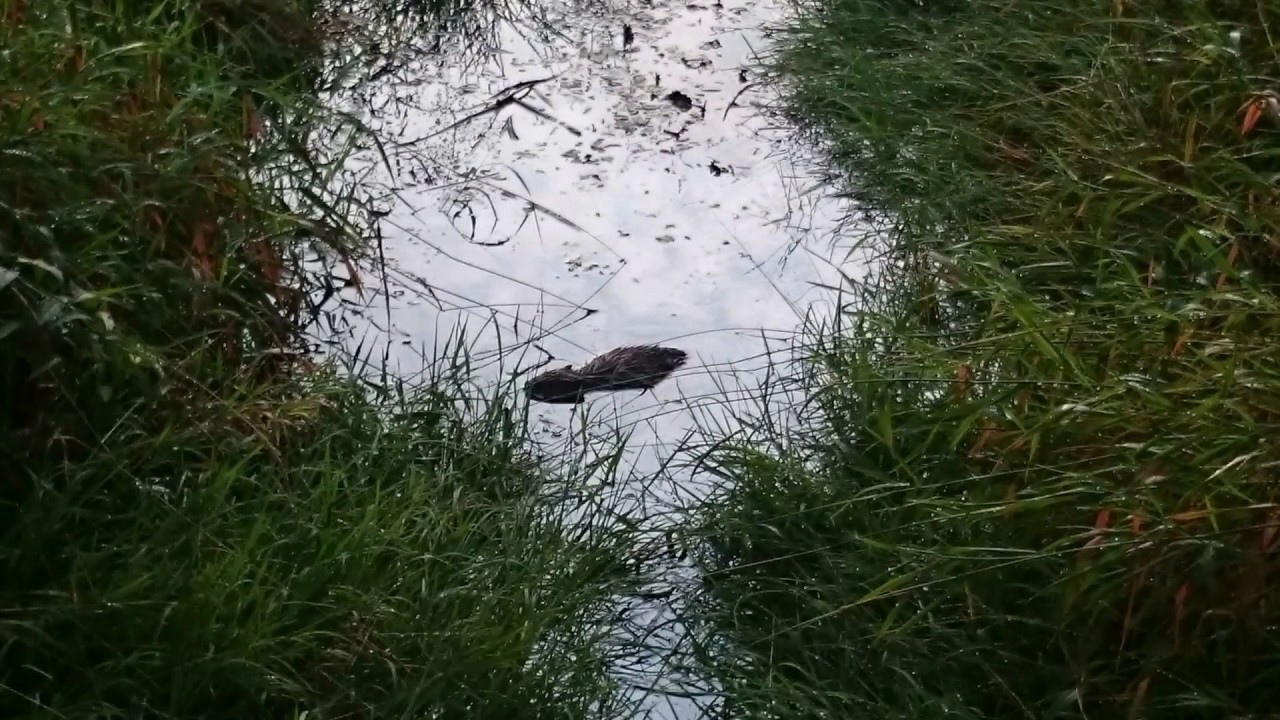 Puszcza Dulowska - Spotkanie z bobrami