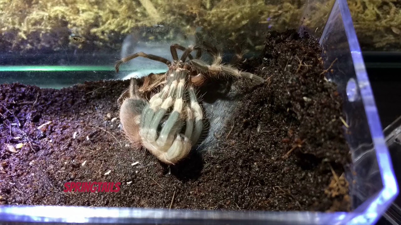 How a Tarantula grows via molting!