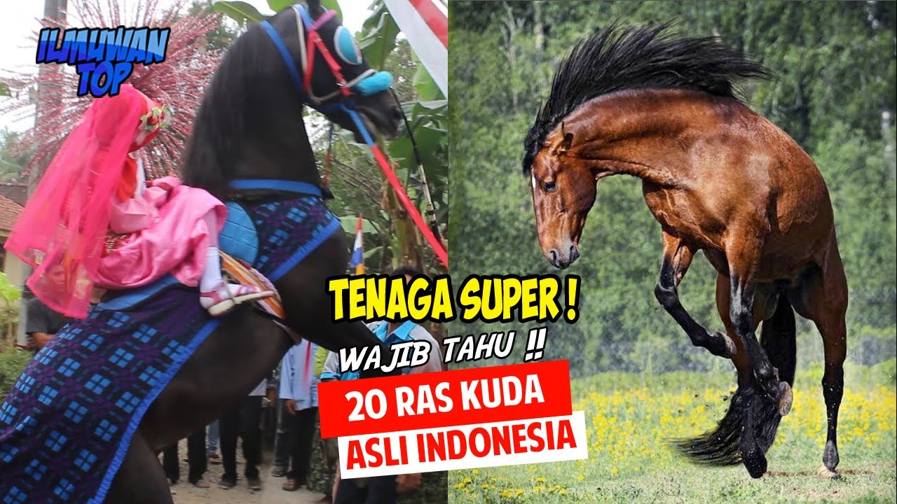 BERTENAGA SUPER ! 20 RAS KUDA ASLI INDONESIA Terkuat, Terbesar, Tercepat, Termahal Dan Tercantik