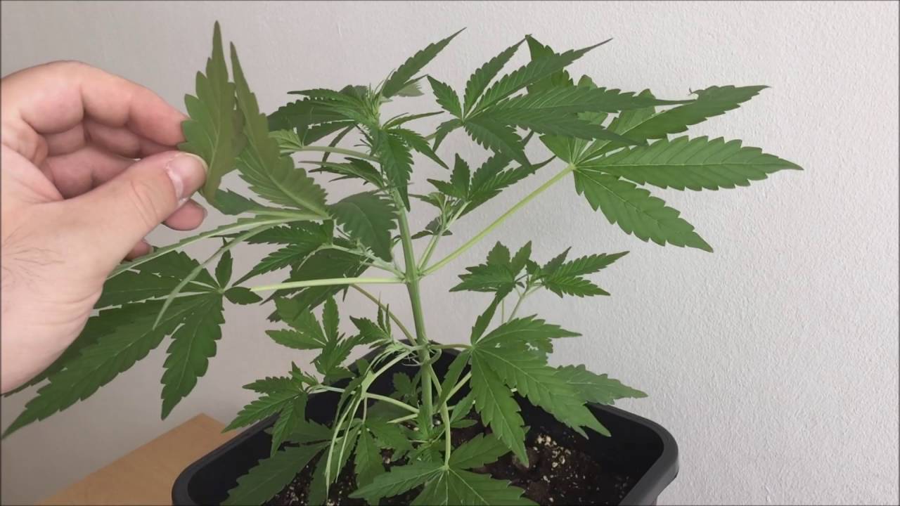 Auto Amnesia Haze - Windowsill grow 2016 2.0 [Day: 29] WOW! DOUBLED her Size
