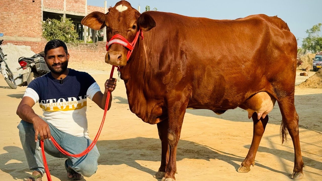 यादव डेयरी फार्म पर साहीवाल व क्रास ब्रीड गाय सोच से भी कम रेट मे उपलब्ध || yadav dairy farm lucknow