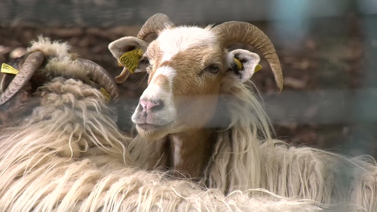 La tundera entre partage et tradition