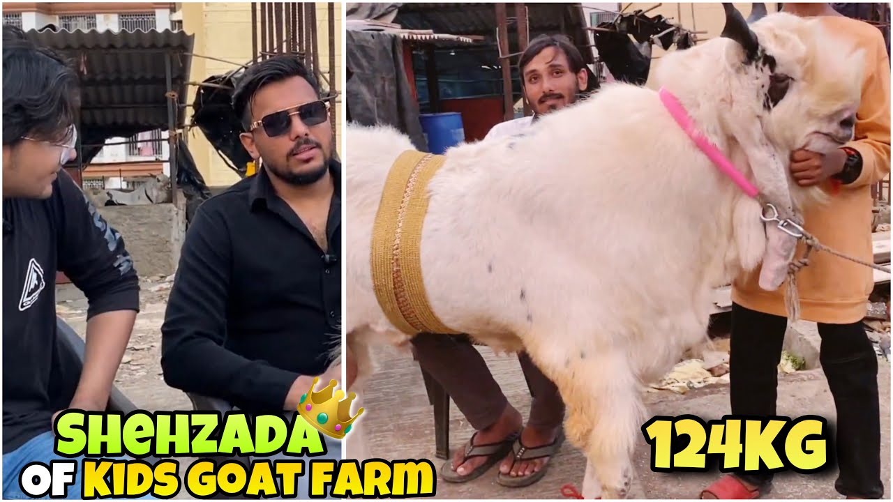 SHEHZADA(124KG)- Heavy Self Feeding Kota at Kids goat farm Andheri | My personal favourite