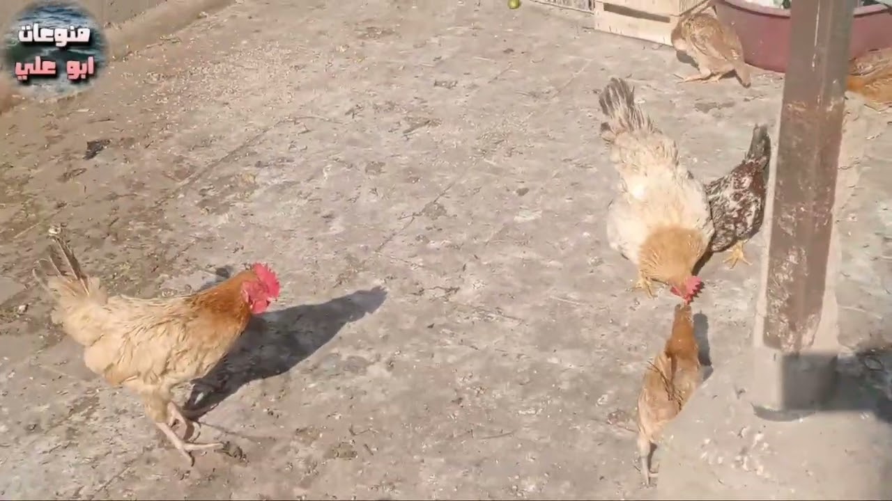 اشتريت فراخ صغيره جديده 🐓 تعالوا نشوف التجهيزات ليهم و يومهم هيكون ازاي 🥰👌🏻