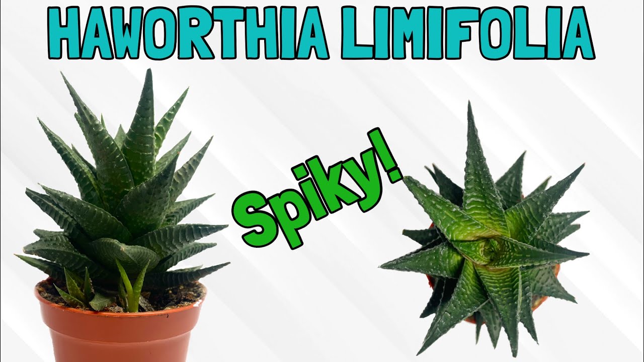 How to care for a Haworthia Limilfolia