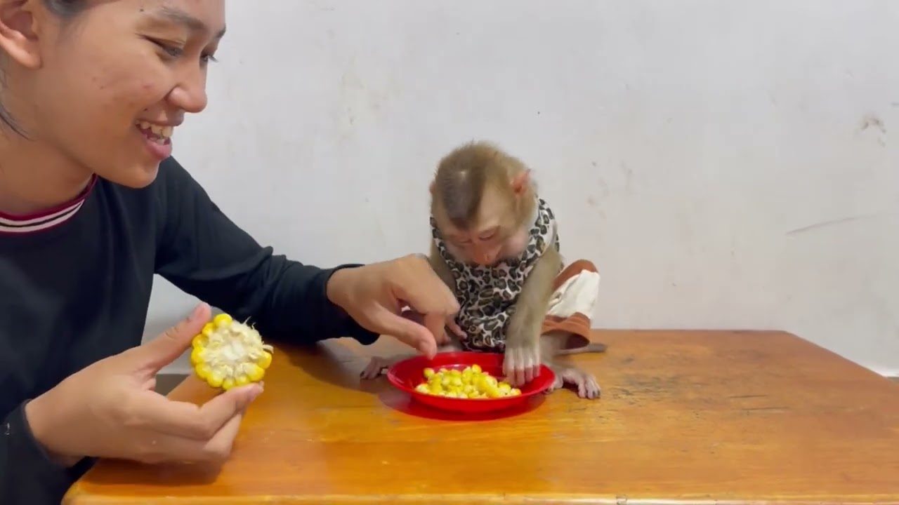 Oh no..! Pitti koy stay at the wall & too much sc..re when jasmine want to eat corn a lone