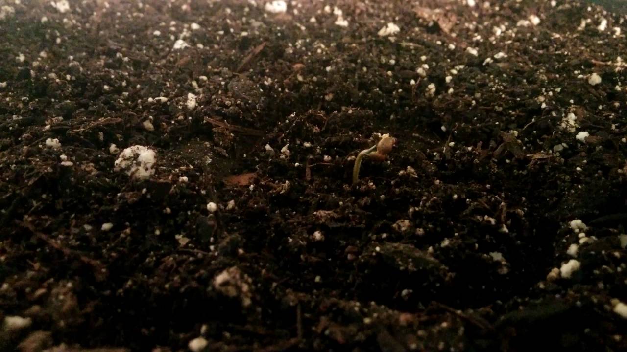 Fastbuds Fastberry - Sprouts