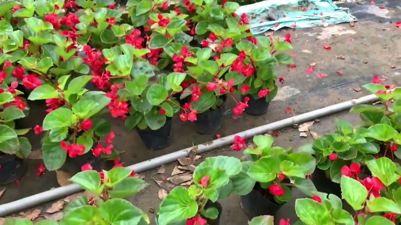 Chia sẻ và giới thiệu hoa thu hải đường rất dễ trồng