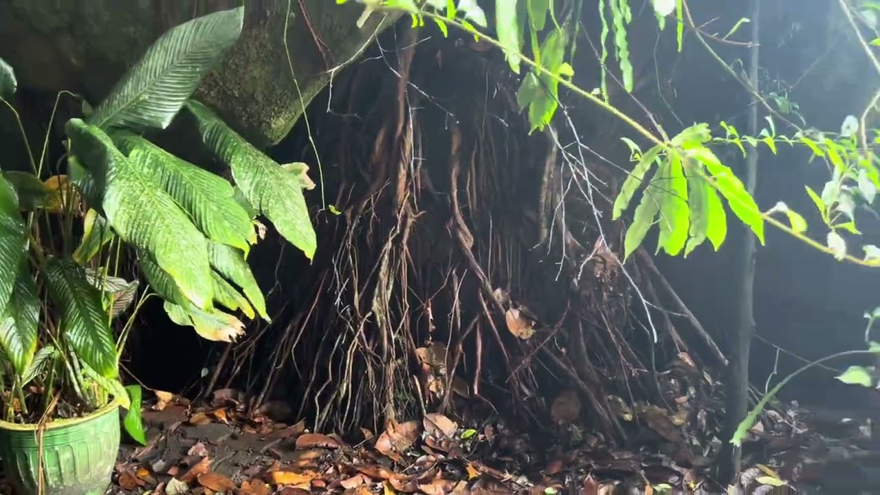 【东马流浪记】顺顺利利地进入沙巴了！由于山路重重，来不及赶到丹南，所以就在路边随便露宿一晚。