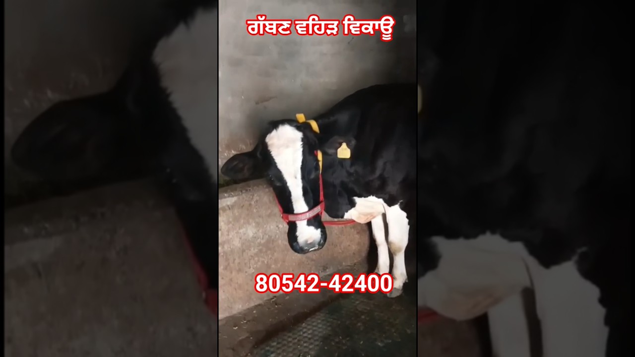 👉 ਦੂਜਾ ਸੂਆ 🤩 ਫੁੱਲ ਵੱਡੇ ਕੱਦ ਵਾਲੀ ♥️ ਗੱਬਣ ਵਹਿੜ ਵਿਕਾਊ 👌 ਪਿੰਡ ਰੋਮਾਣਾ ਅਜੀਤ ਸਿੰਘ ਵਾਲਾ ✅