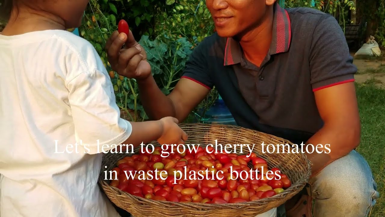 Learn to grow cherry tomatoes in waste plastic bottles
