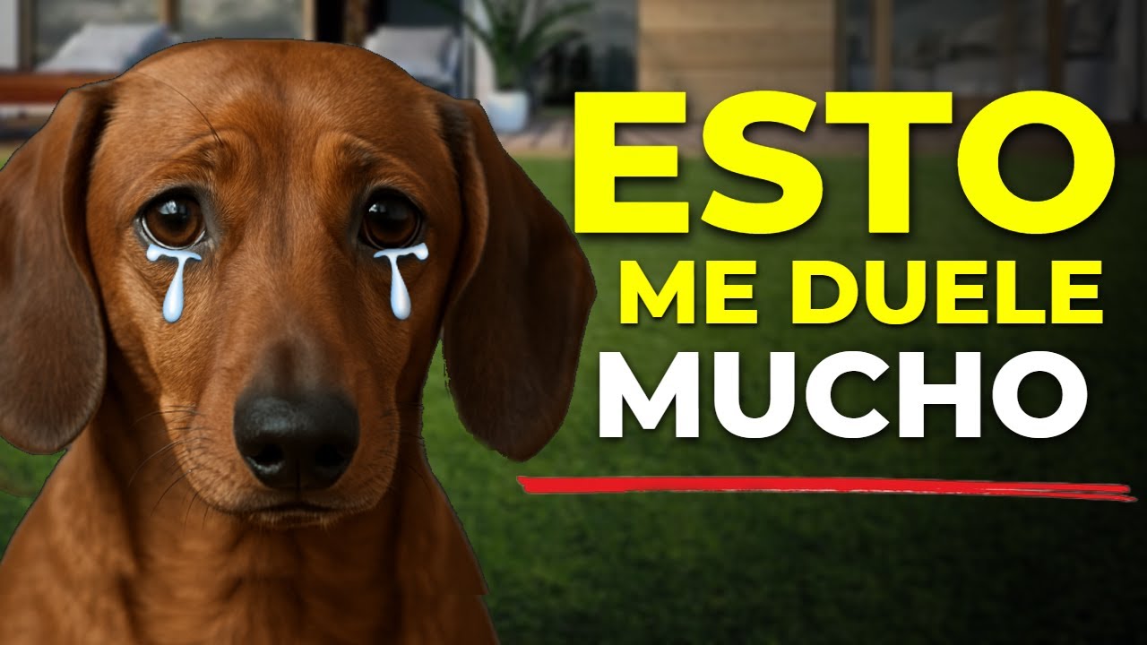 12 Errores Que Rompen El Coraz&oacute;n De Tu Teckel 💔