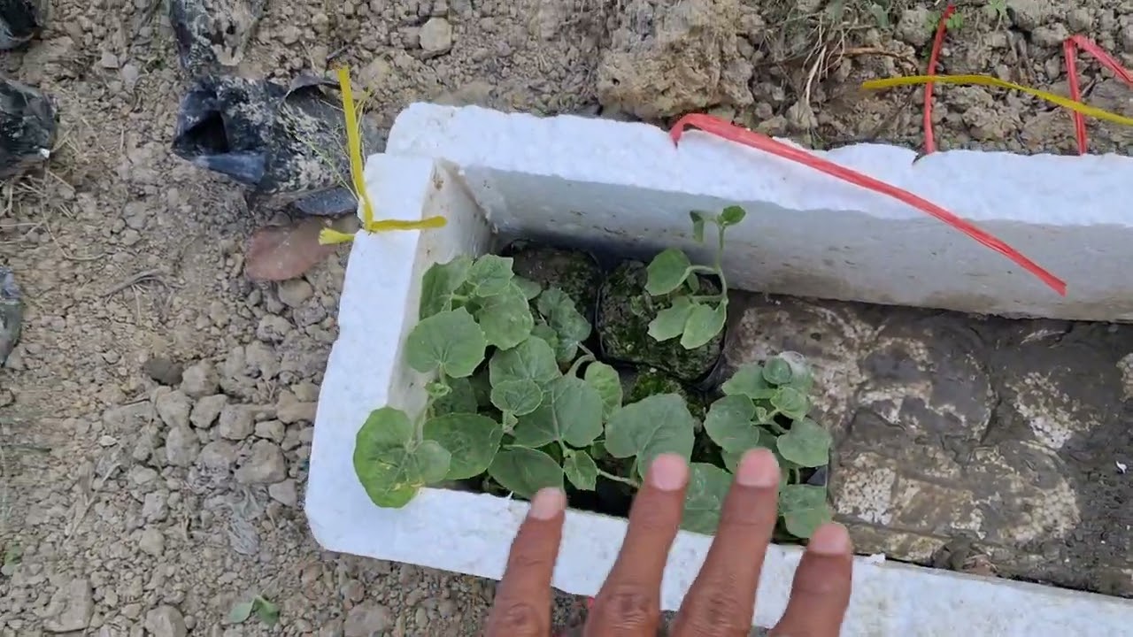 Wlc in my farm. 🥰🥰