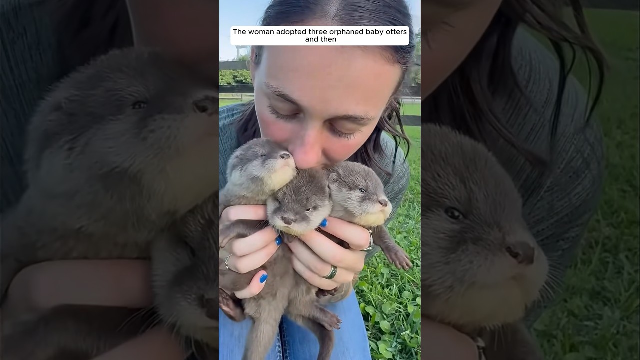 The woman adopted three orphaned baby otters, and then